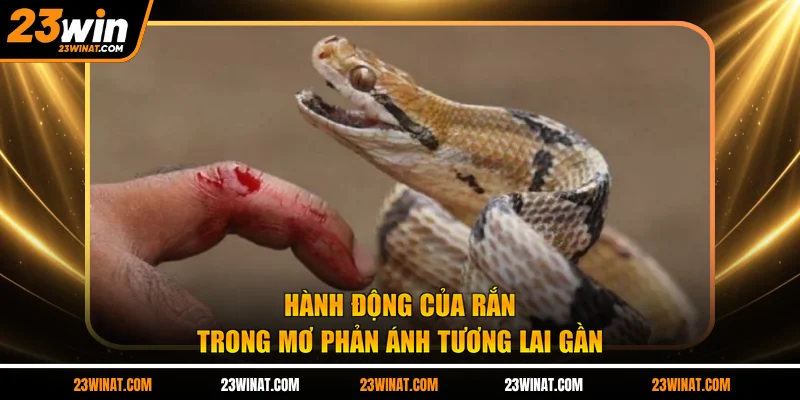 Hành động của rắn trong mơ phản ánh tương lai gần